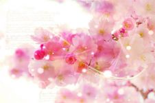 挂满日光珠的樱桃树 - 描写树木的作文550字