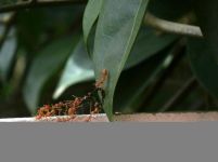 四年级童话作文300字：小蚂蚁找工作