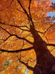 寻找树叶精灵 - 秋天的树叶作文250字