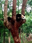 可爱的国宝——大熊猫 - 描写大熊猫的作文500字
