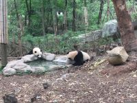 国宝大熊猫 - 可爱的大熊猫作文250字