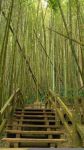 Bamboo - 竹子英语作文50字