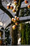 苹果树的春夏秋冬