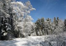 初冬的树林 - 写景作文400字