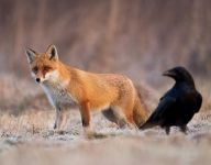 狐狸和乌鸦续写作文