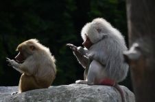 动物园看猴子 - 小动物作文150字