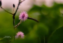 含羞草 - 关于植物的作文300字