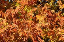 秋天的颜色 - 关于秋天作文150字示例