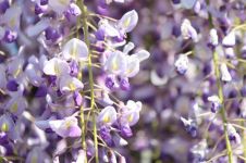紫藤花架的四季