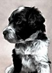 画画 - 小狗狗 - 关于画画的作文250字