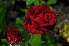 我最喜欢的花 - 美丽的玫瑰花作文150字