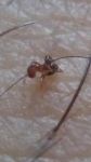 可爱的小蚂蚁 - 小动物作文450字