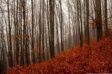 秋天的森林公园 - 美丽的秋天作文500字