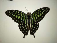 昆虫国的“佳丽” - 美丽的蝴蝶作文800字
