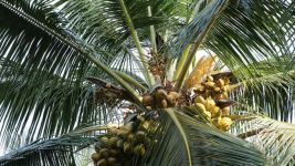 一颗椰子种子的旅行