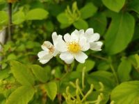 蔷薇花 - 关于花作文150字