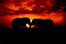 Elephants - 大象英语作文150字