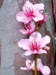 桃花 - 美丽的花朵作文450字