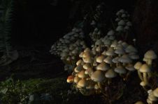 神秘的蘑菇房子作文1200字