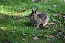不讲卫生的小兔 - 关于小动物的作文300字