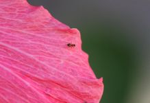 小虫小蚂蚁和小蝴蝶鸡蛋壳的故事（精选3篇）