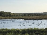 红树林 - 关于河口湿地自然保护区的作文450字