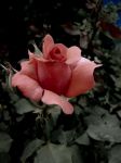 美丽的玫瑰花 - 关于鲜花的状物作文200字