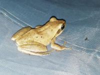 捉青蛙 - 关于青蛙的作文1100字