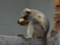 小猴吃西瓜 - 与猴子有关的作文400字