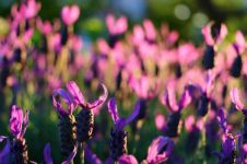 美丽的紫罗兰 - 描写植物的作文350字