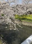 五月赏樱 - 美丽的樱花作文100字