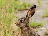 我的长耳朵兔子 - 描写兔子的作文650字