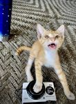 金甲卫士 - 可爱的小猫作文400字
