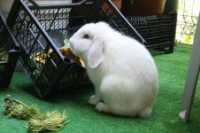 小白兔买东西