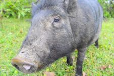 荷兰猪 - 可爱的小动物作文600字