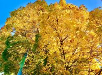 橙黄的秋叶 - 秋天的树叶作文2000字