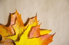 小树叶旅行记 - 以树叶为话题的作文500字