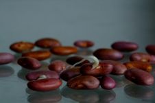 小红豆生长记 - 写红豆生长的作文400字