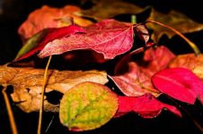 多彩的树叶 - 秋天的树叶作文450字
