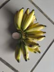 香蕉 - 介绍一种水果的说明文400字