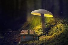 美丽的蘑菇房 - 童话作文550字