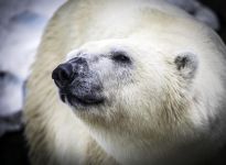 有趣的动物 - 描写北极熊作文350字