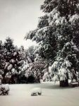 冬天的雪枫公园 - 美丽的冬景作文450字