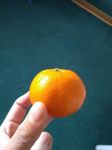 吃橘子 - 描写水果的作文300字