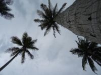 我爱故乡的椰子树 - 写物700字