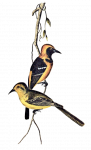 蜗牛和黄鹂鸟