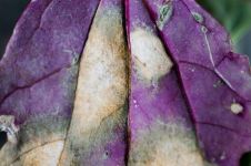 紫叶生菜 - 描写植物的作文300字