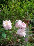 美丽的玫瑰花园 - 写景作文350字