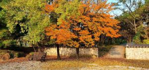 东湖山公园之秋 - 美丽的秋天作文500字