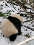 可爱的大熊猫 - 状物作文600字